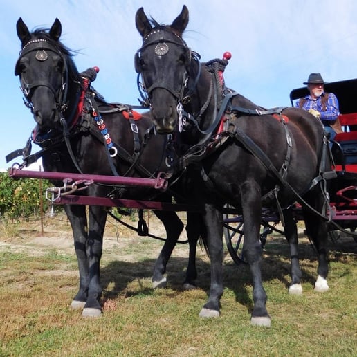 Gallery photo 5 of Yakima Valley Carriage Company