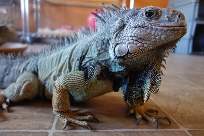 Gallery photo 1 of Mobile Zoo of Southern California