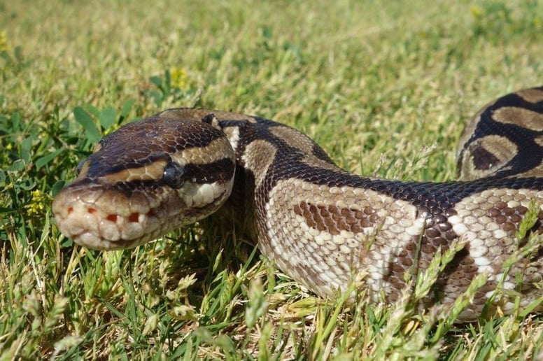 Gallery photo 3 of Mobile Zoo of Southern California