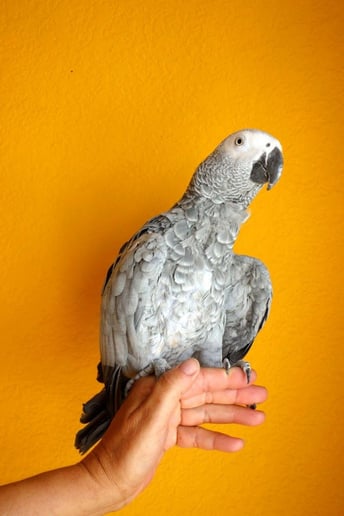 Gallery photo 4 of Mobile Zoo of Southern California