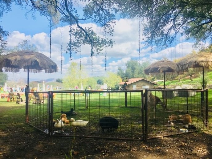 Gallery photo 1 of Mobile Zoo of Southern California