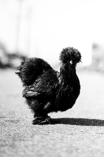 Gallery photo 6 of Mobile Zoo of Southern California