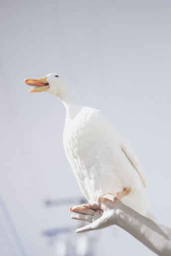 Gallery photo 7 of Mobile Zoo of Southern California