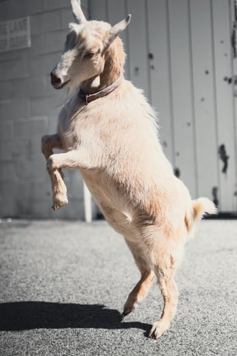Gallery photo 8 of Mobile Zoo of Southern California
