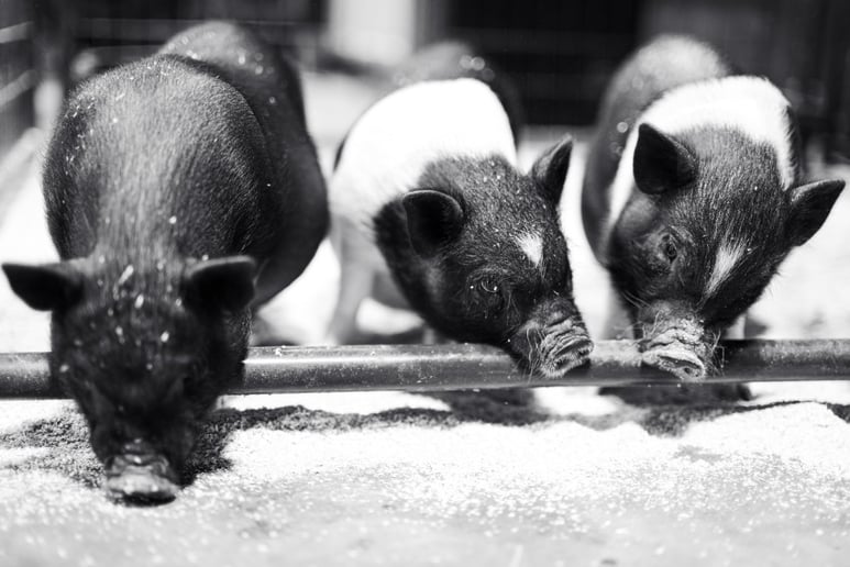 Gallery photo 9 of Mobile Zoo of Southern California
