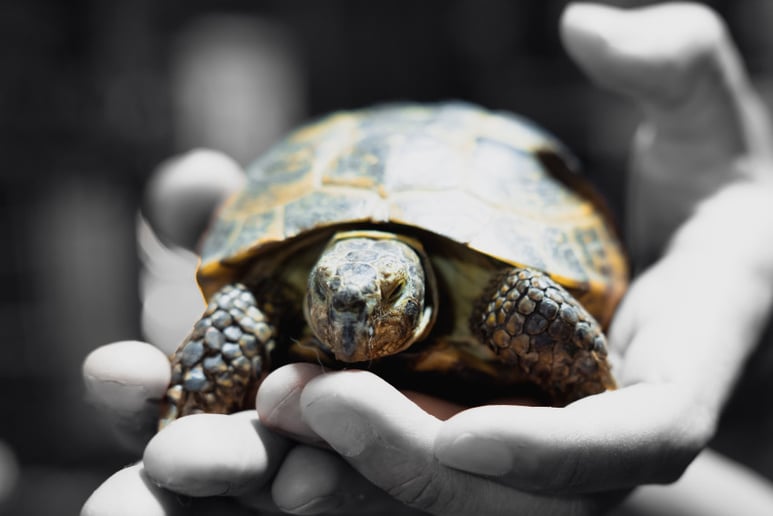 Gallery photo 10 of Mobile Zoo of Southern California