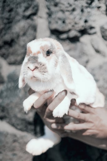 Gallery photo 12 of Mobile Zoo of Southern California