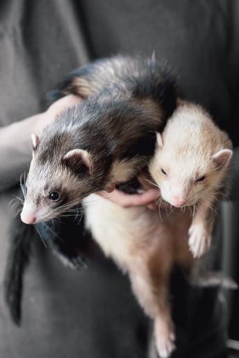 Gallery photo 14 of Mobile Zoo of Southern California