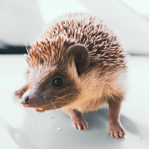 Gallery photo 15 of Mobile Zoo of Southern California