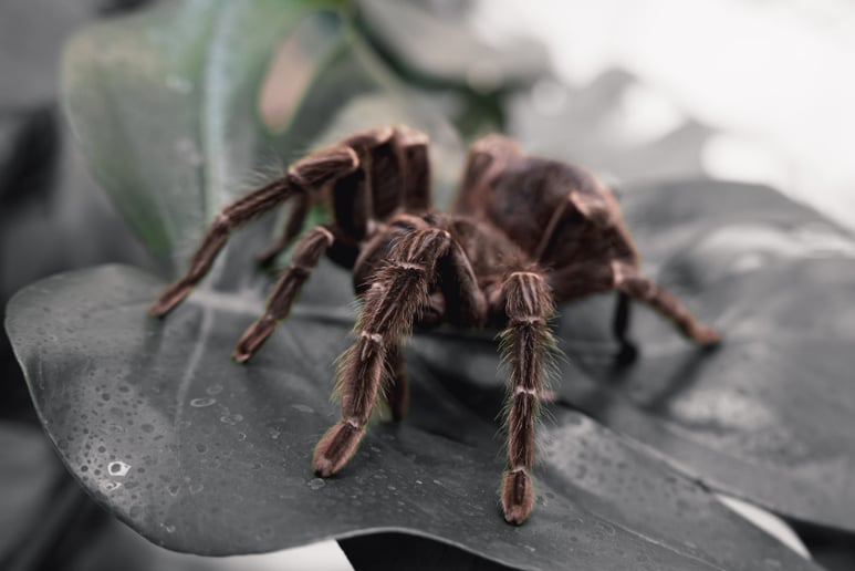 Gallery photo 17 of Mobile Zoo of Southern California