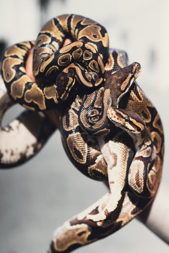 Gallery photo 18 of Mobile Zoo of Southern California