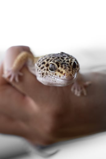 Gallery photo 19 of Mobile Zoo of Southern California