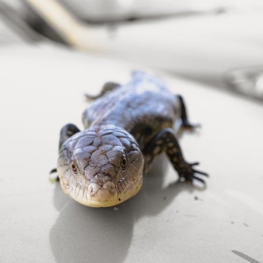 Gallery photo 20 of Mobile Zoo of Southern California