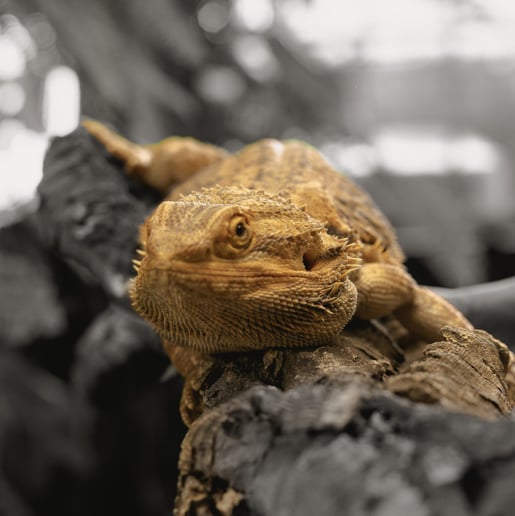 Gallery photo 21 of Mobile Zoo of Southern California