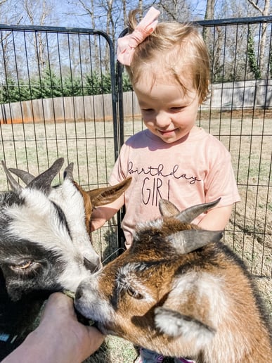 Gallery photo 1 of ZUBER - Mobile Petting Zoo