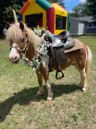 Gallery photo 3 of ZUBER - Mobile Petting Zoo