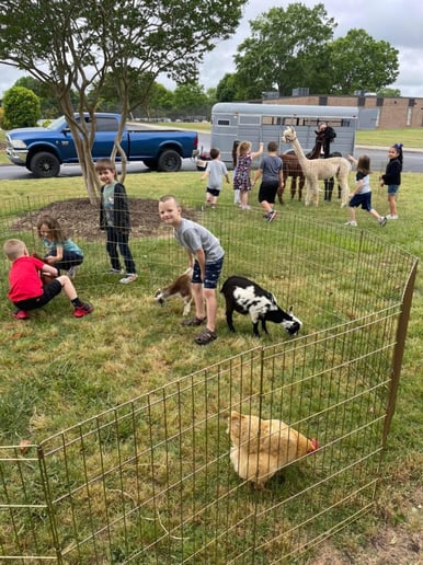 Gallery photo 8 of ZUBER - Mobile Petting Zoo