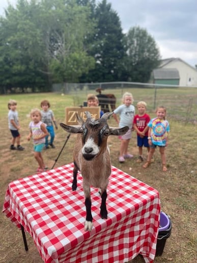 Gallery photo 10 of ZUBER - Mobile Petting Zoo