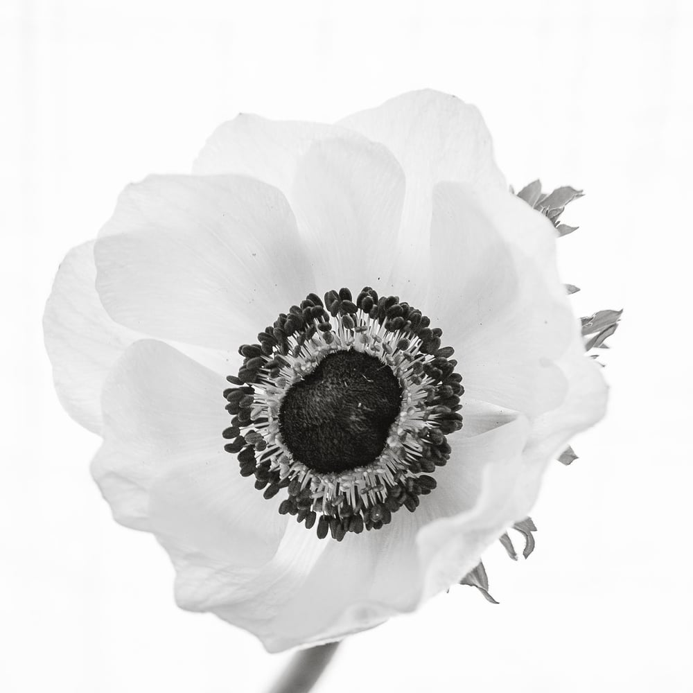 Profile thumbnail image for Balanced & Blessed Wellness Education