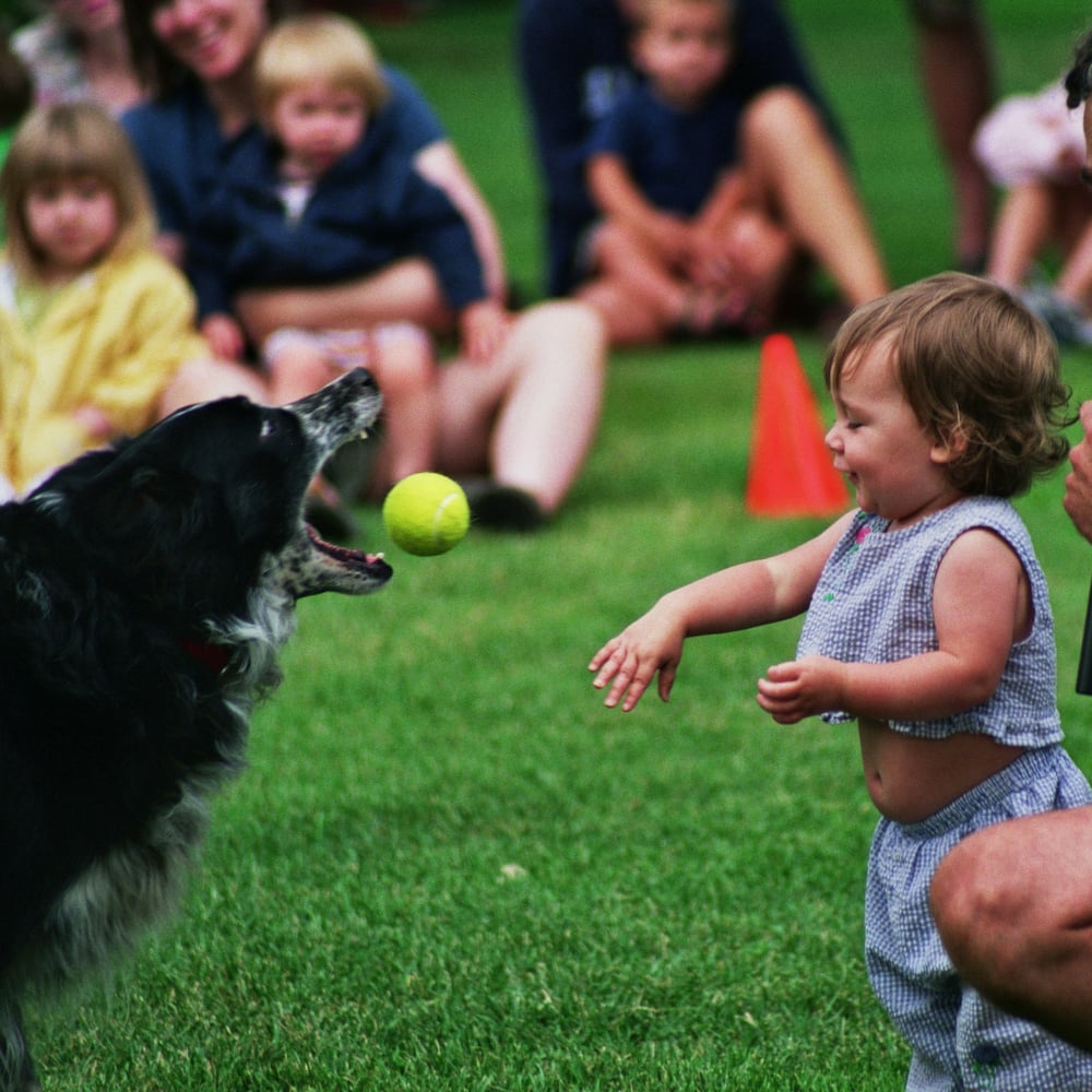 Profile thumbnail image for Border Collie International Performing K-9 Team