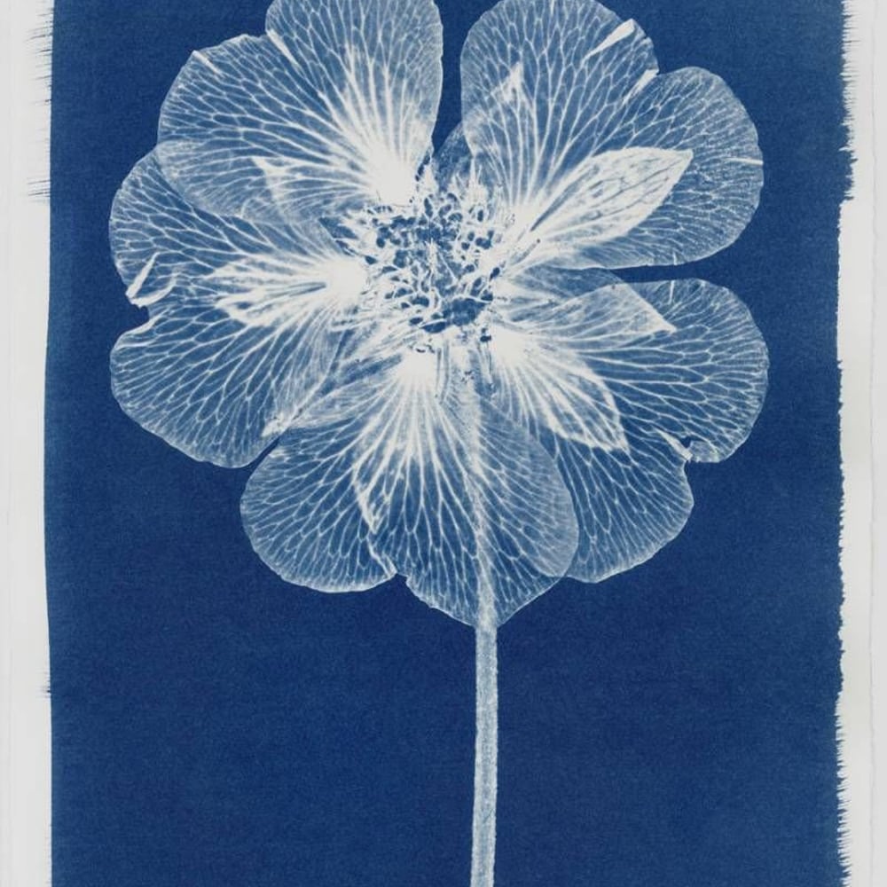 Profile thumbnail image for Cyanotype Class