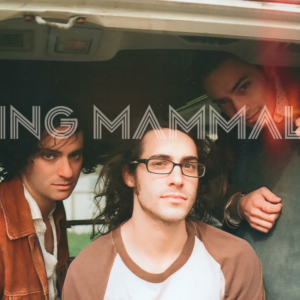Profile thumbnail image for Flying Mammals