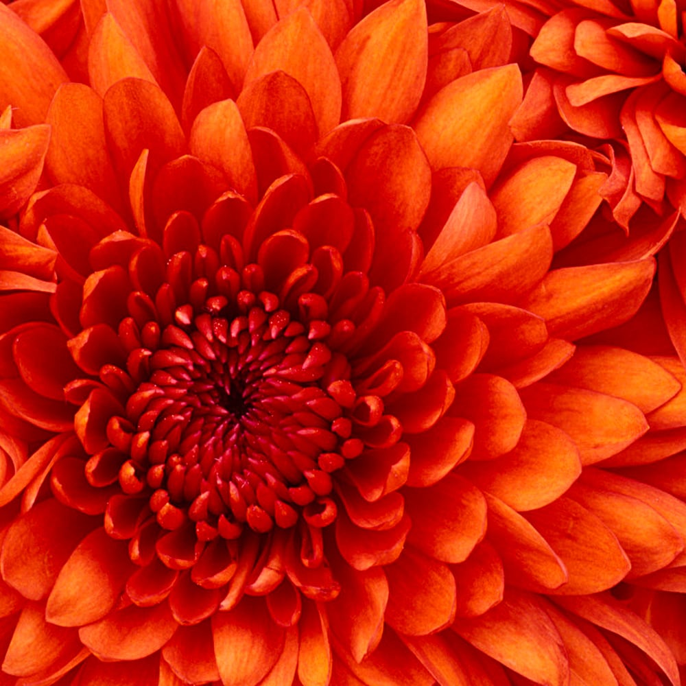 Profile thumbnail image for TDOPS The Difference of Perfect Squares