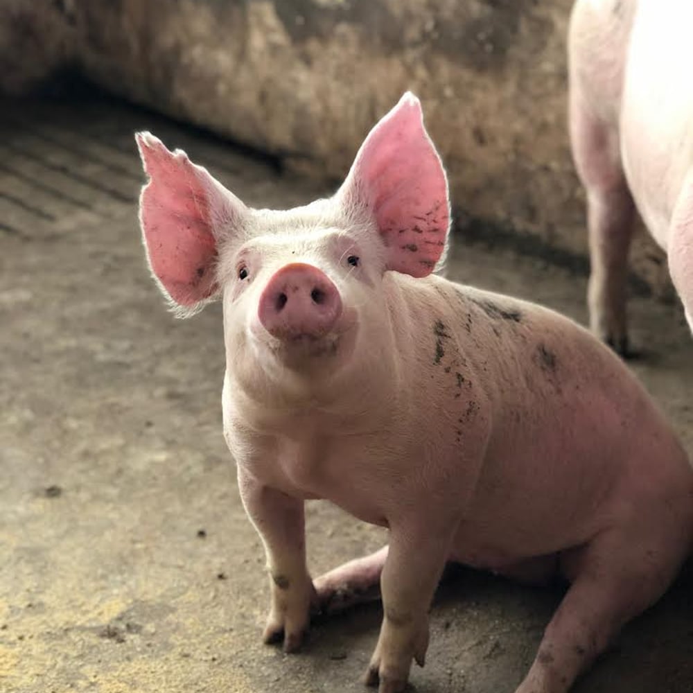 Profile thumbnail image for The Truffle Pigs