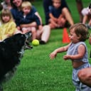 Border Collie International Performing K-9 Team