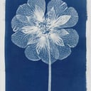 Cyanotype Class
