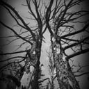 Dandy Wishes Photography