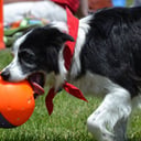 Dazzle Dogzz