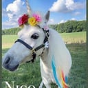 Party Girl Pony Rides