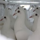 E&amp;A Dove Release