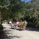 Houston Wedding Horses