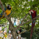 Linda The Parrot Lady