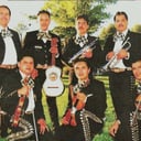 Mariachi Internacional Los Gallos
