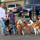 Circus Dog Show by Menestrelli Entertainment, LLC