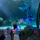 Merman Entertainer