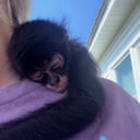 My Monkey Playhouse