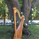New York Harpist