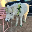Pixie Ponies