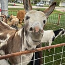 Patrick's Funny Farm