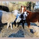 Peaceable Kingdom Petting Zoo