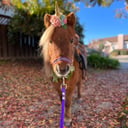 Pocket Size Pony Rides