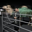 Earth and Sun Camels