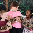 Rainforest Reptile Shows