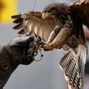 Raptor Events