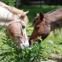 Clover Pony Farm