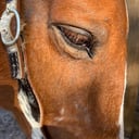 Red River Pony Parties &amp; Events